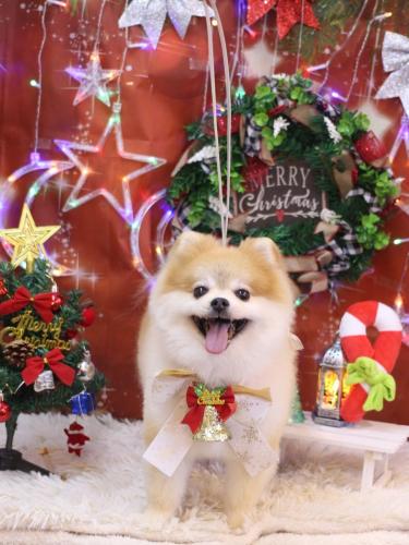 20231202モコくん